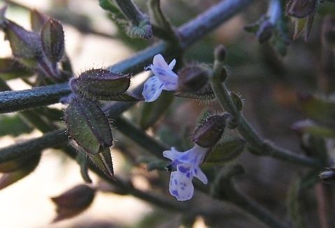 Salvia aegyptiaca aegyptiaca