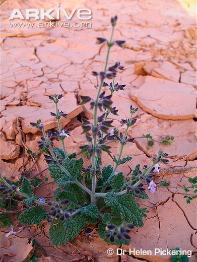 Salvia aegyptiaca cdn2arkiveorgmediaC6C6680A79AAAC44649F7D4