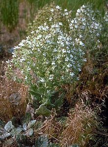 Salvia aethiopis httpsuploadwikimediaorgwikipediacommonsthu