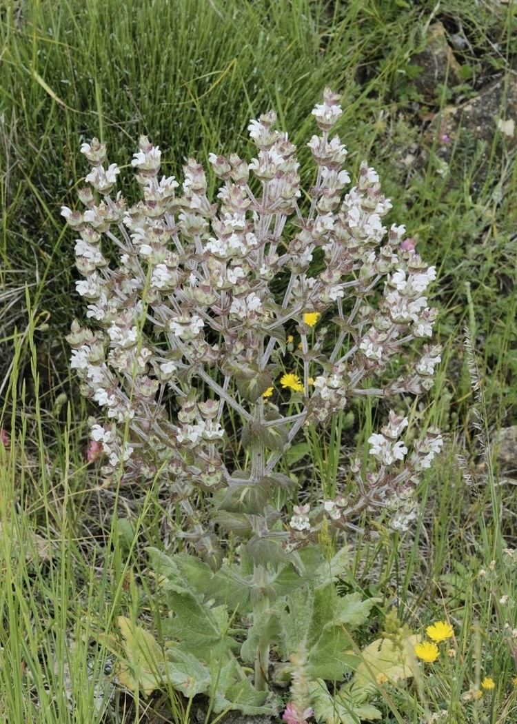 Salvia aethiopis Flora Vascular Toda la informacin detallada sobre la Flora