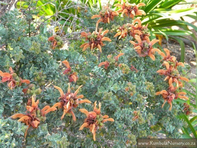 Salvia africana-lutea Salvia africanalutea Kumbula Indigenous Nursery