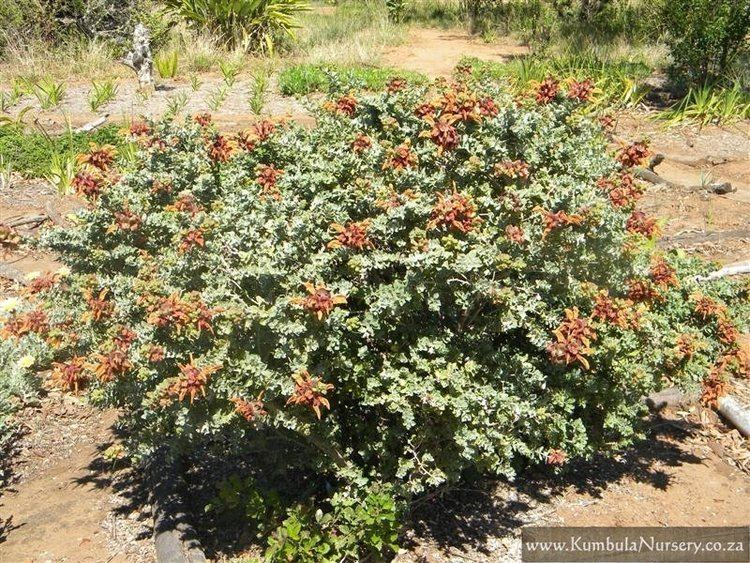 Salvia africana-lutea Salvia africanalutea Kumbula Indigenous Nursery