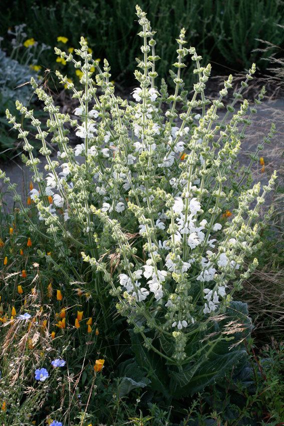 Salvia argentea httpswwwanniesannualscomsignssimagessalvi