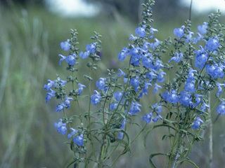Salvia azurea httpswwwwildflowerorgimagearchive320x240P