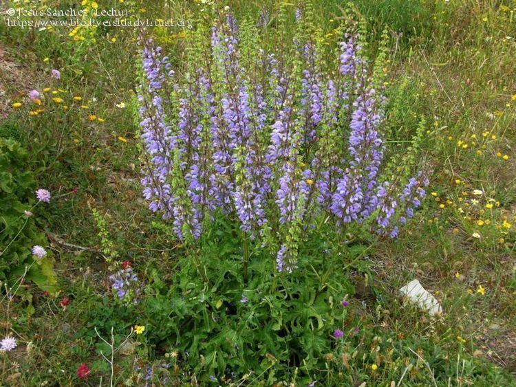 Salvia barrelieri Salvia barrelieri 1 de 6 207585 Biodiversidad Virtual Plantas