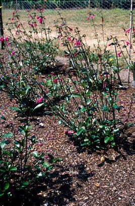 Salvia buchananii Salvia buchananii Buchanan39s sageRHS Gardening