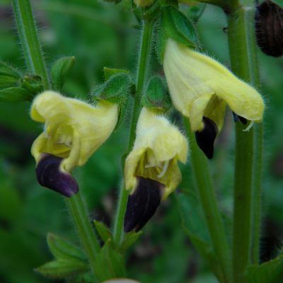 Salvia bulleyana BULLEYANA Organic Salvia bulleyanna