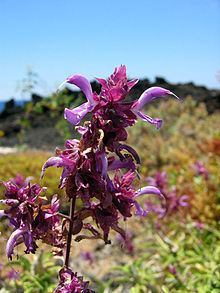 Salvia canariensis httpsuploadwikimediaorgwikipediacommonsthu