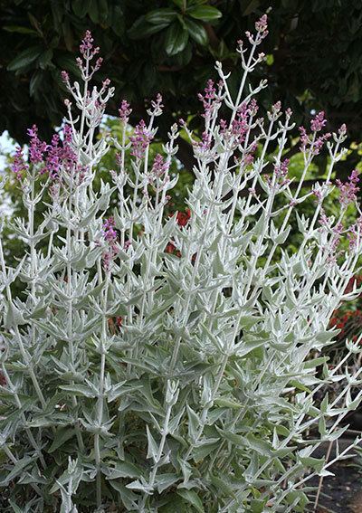Salvia canariensis Salvia canariensis var candissima Buy Online at Annie39s Annuals