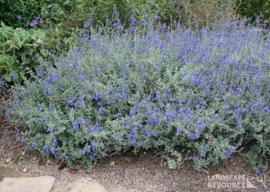 Salvia chamaedryoides Electric Blue Sage LandscapeResourcecom