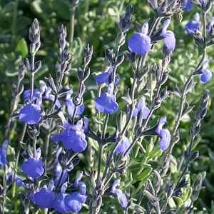 Salvia chamaedryoides Salvia chamaedryoides at San Marcos Growers