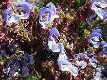 Salvia chamelaeagnea httpsuploadwikimediaorgwikipediacommonsthu