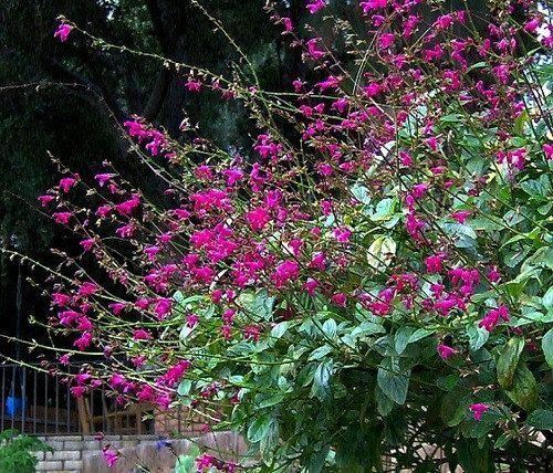Salvia chiapensis SALVIA CHIAPENSIS Meadow Sage 10 seeds showy by SmartSeeds 299