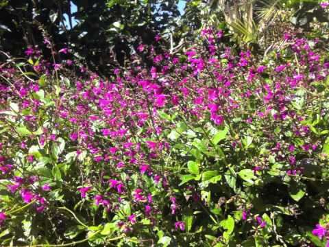 Salvia chiapensis Salvia chiapensis Chiapas Sage YouTube