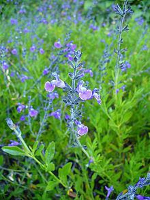 Salvia coahuilensis httpsuploadwikimediaorgwikipediacommonsthu