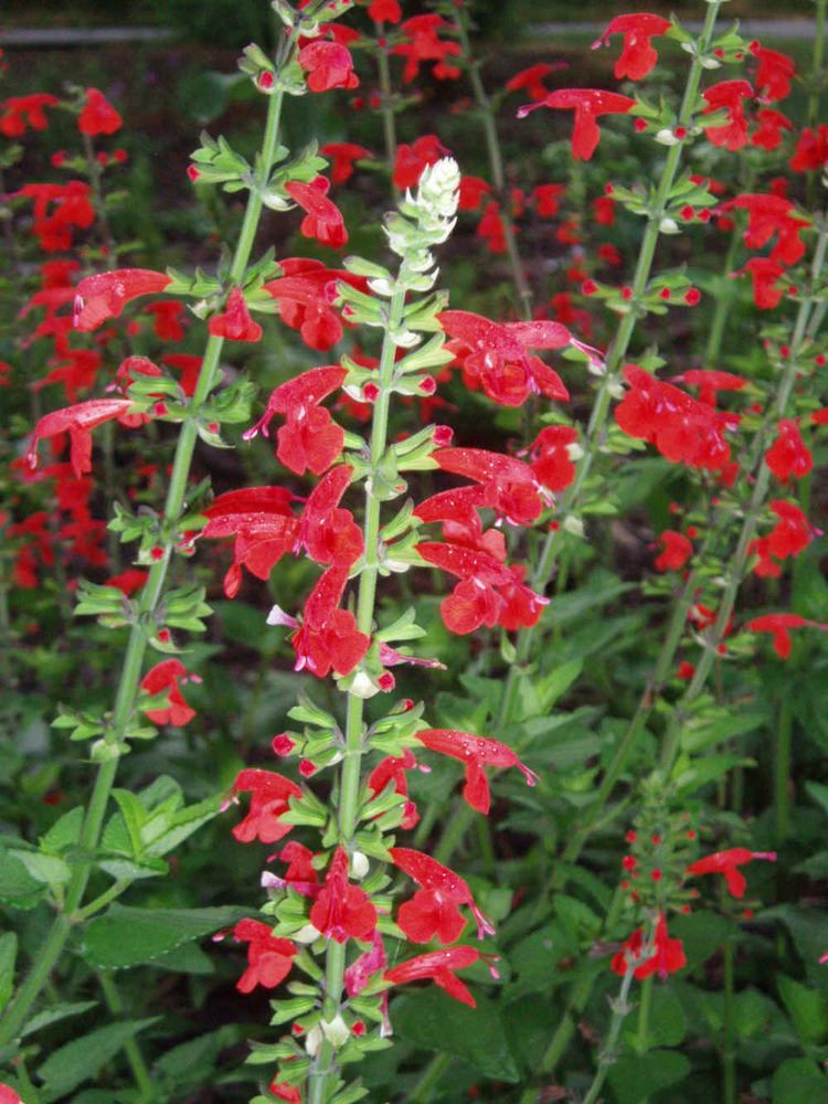 Salvia coccinea Salvia coccinea Scarlet Sage Flower Seed