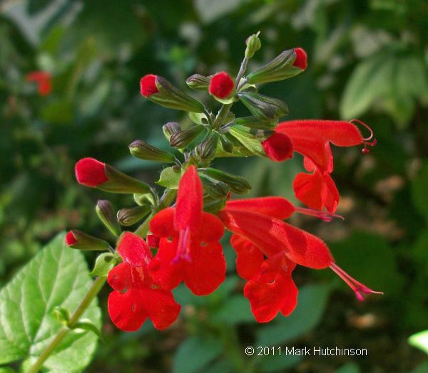 Salvia coccinea Florida Native Plant Society