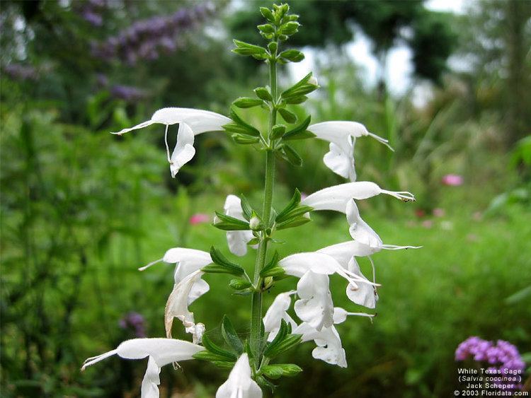 Salvia coccinea Salvia coccinea