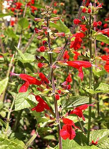 Salvia coccinea httpsuploadwikimediaorgwikipediacommonsthu