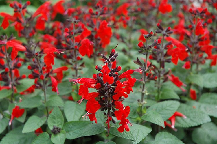 Salvia coccinea Forest Fire Sage Salvia coccinea 39Forest Fire39 in Vancouver