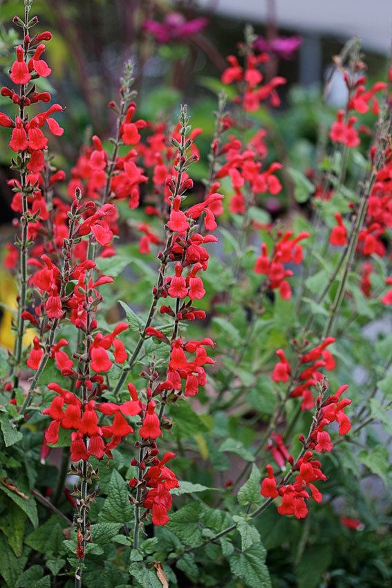 Salvia darcyi Salvia darcyi Buy Online at Annie39s Annuals
