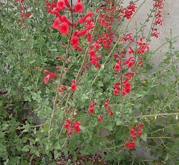 Salvia darcyi Salvia darcyi Salvia oresbia Darcy39s Mexican Sage Red Mountain