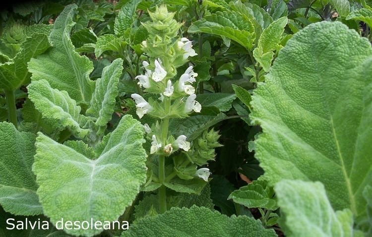 Image result for Salvia desoleana