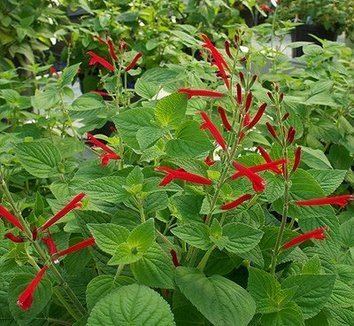 Salvia elegans - Alchetron, The Free Social Encyclopedia