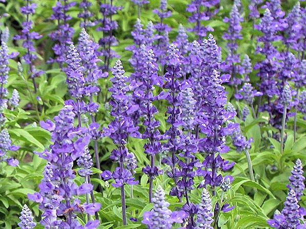 Salvia farinacea Mealy Cup Sage Salvia farinacea Xeriscape Landscaping Plants For