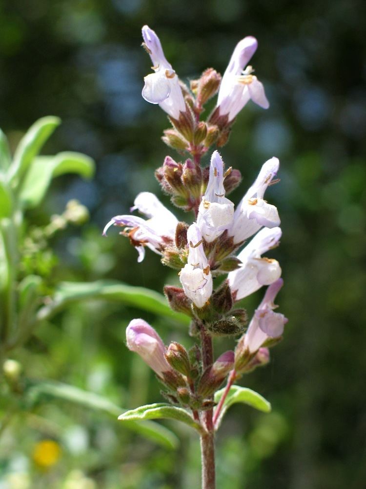 Salvia fruticosa httpsuploadwikimediaorgwikipediacommonsaa