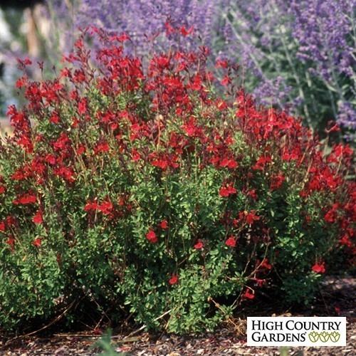 Salvia greggii Furman39s Red Texas Sage Salvia greggii Furman39s Red High Country