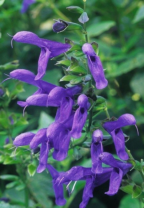 Salvia guaranitica Beat the winter blues Perk yourself up with glorious salvias