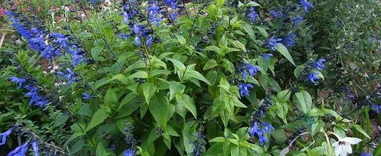 Salvia guaranitica Salvia Blue Anise Sage Brazilian Sage Salvia guaranitica 39Black
