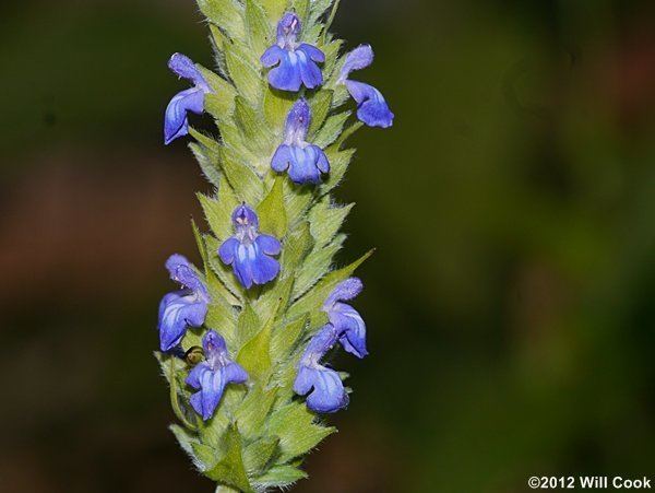 Salvia hispanica hispanica Chia