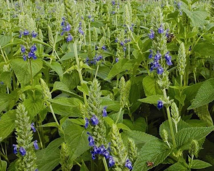 Salvia hispanica Chia Salvia Hispanica Overview Health Benefits Side effects