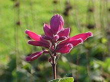 Salvia involucrata httpsuploadwikimediaorgwikipediacommonsthu