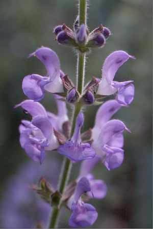 Salvia judaica Lamiaceae