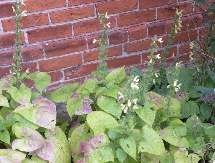 Salvia koyamae koyamae