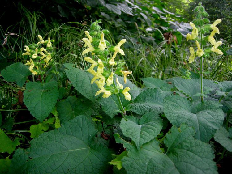 Image result for Salvia koyamae