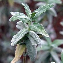 Salvia leucophylla httpsuploadwikimediaorgwikipediacommonsthu