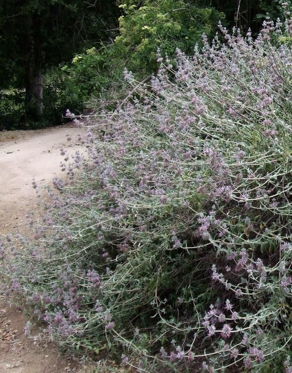 Salvia leucophylla Salvia leucophylla Purple Sage