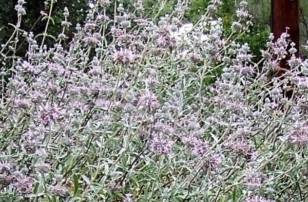 Salvia leucophylla Salvia leucophylla Purple Sage