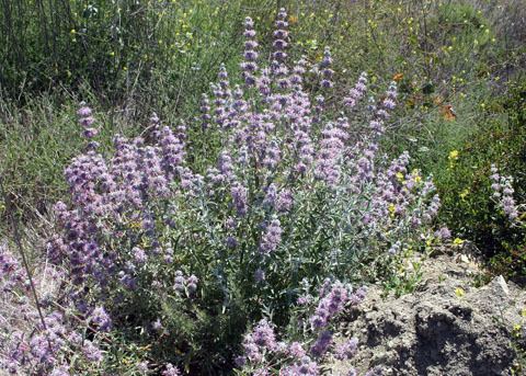 Salvia leucophylla Purple Sage Salvia leucophylla