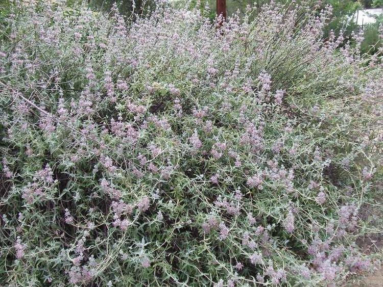 Salvia leucophylla Salvia leucophylla Purple Sage