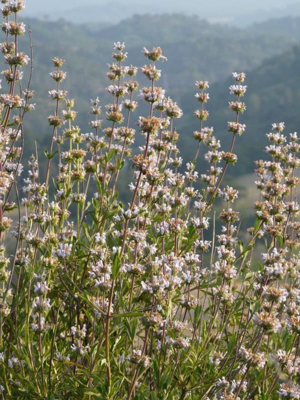 Salvia mellifera wwwlaspilitascomimagesgrid24243214simages