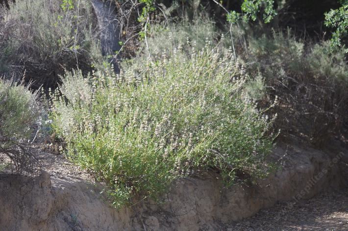 Salvia mellifera Salvia mellifera Black Sage