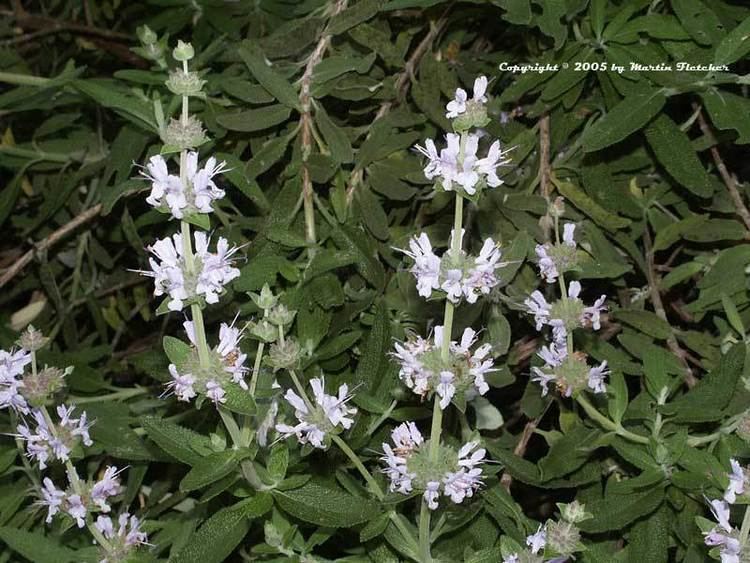 Salvia mellifera Salvia mellifera Terra Seca Dwarf Black Sage California Gardens