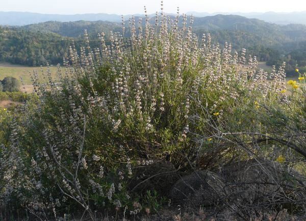 Salvia mellifera Salvia mellifera Black Sage