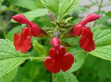 Salvia microphylla httpsuploadwikimediaorgwikipediacommonsthu