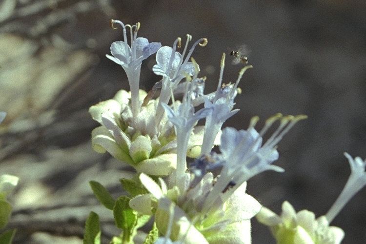 Salvia mohavensis CalPhotos
